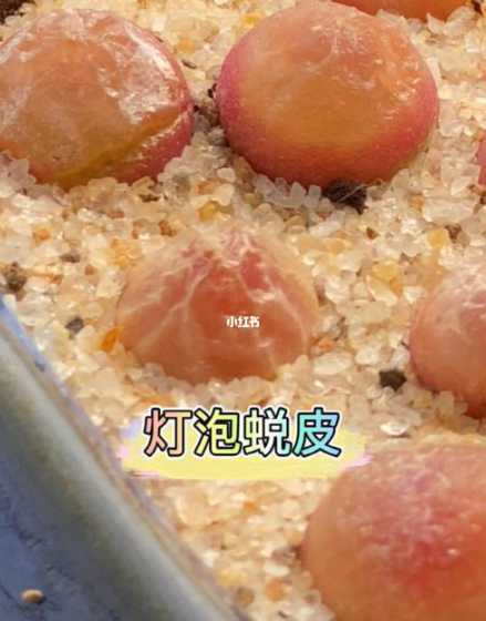 多肉灯泡裂开了怎么办 多肉灯泡养护需要注意什么