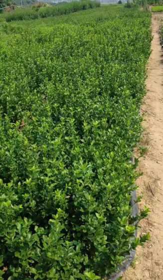 1米的冬青多少钱一斤 小叶冬青与米叶冬青区别