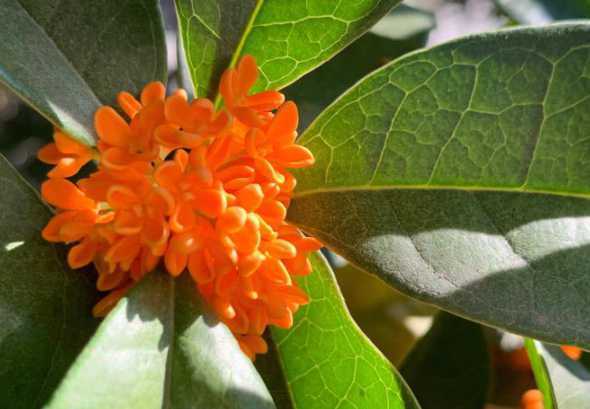 桂花丹桂什么时候开花 桂花一般什么时候开
