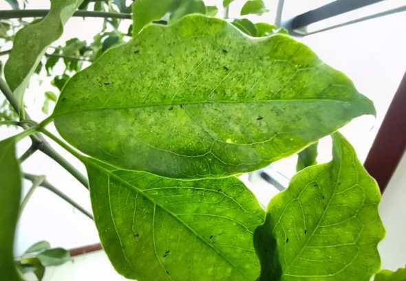 幸福树为什么起油有虫 幸福树上有很多密密麻麻的黑点,这是什么病虫害