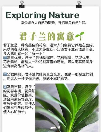 在叶君子兰为什么不长 君子兰为什么不长叶子