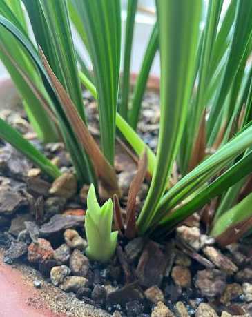 兰花二代苗发芽怎么样 兰花发芽是什么样子,发芽后如何长得快