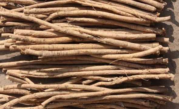黄芪的根茎长什么样子 黄芪的根茎啥样