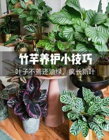 竹芋浇水过多怎么补救 竹芋叶子蔫了怎么办,打蔫原因及补救方法