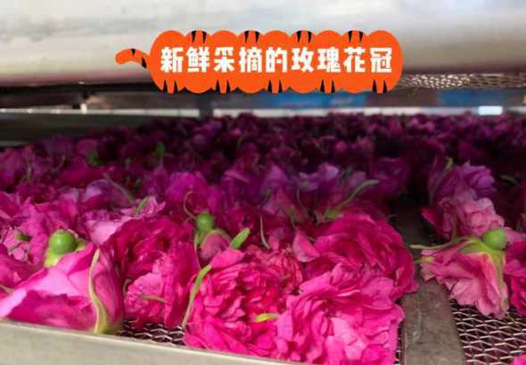 平阴玫瑰什么时候剪枝 如何种玫瑰花