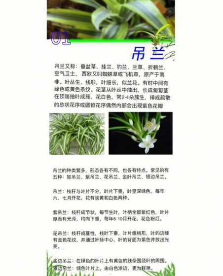 为什么吊兰开花时间短 为什么吊兰长根会先长一条最长的