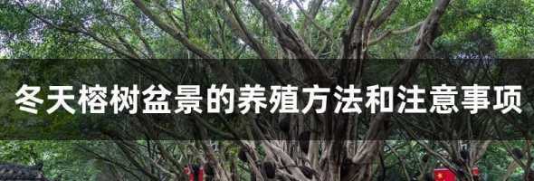盆景榕树冬天怎么养殖 榕树盆景冬天怎么养护,榕树盆景冬天怎么养护呢