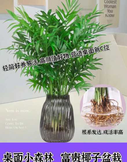 袖珍椰子怎么水培分株 袖珍椰子水培变土培怎么生根