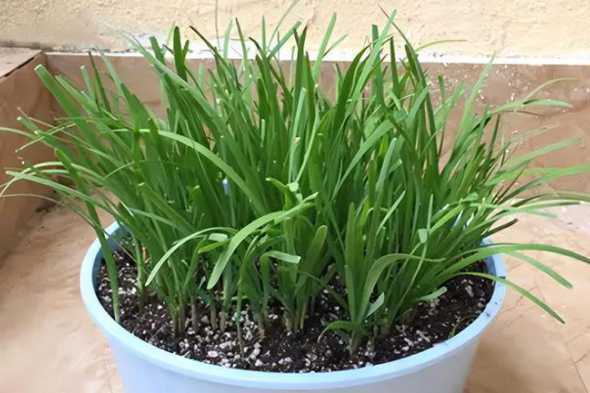 家庭盆栽韭菜怎么选择 家庭阳台上怎样种韭菜,花盆栽怎么种韭菜