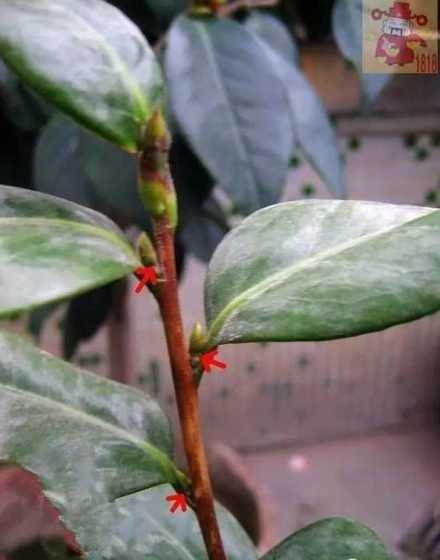 茶花的剪枝在什么季节 茶花什么时候剪枝最好