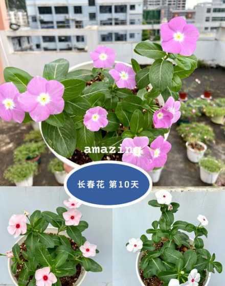 长春花为什么不能浇水 长春花怎么浇水,有哪些养护的要点