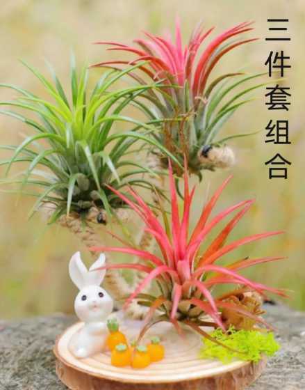 什么品种空气凤梨好养 空气凤梨哪个品种好