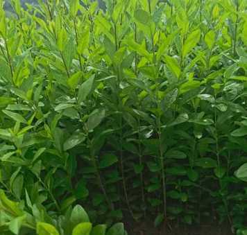 水蜡一平米种植多少株 水蜡树栽种方法如何种植水蜡树