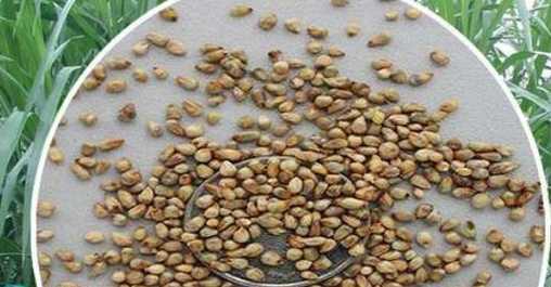 甜象草种子多少钱一斤 甜象草一亩要多少种子,甜象草什么时候种植好