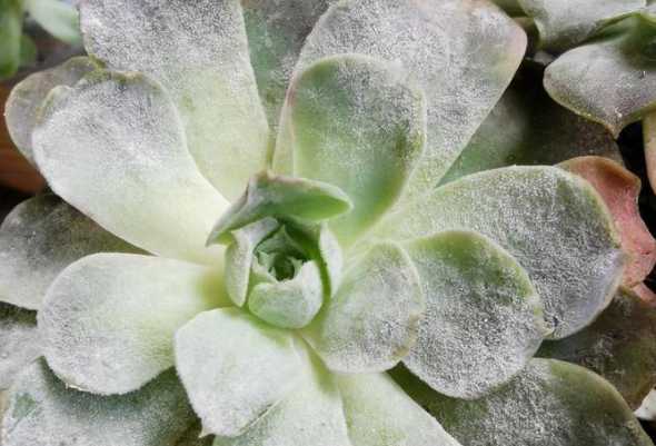 多肉植物长白霉怎么办 多肉植物长白菌了怎么办