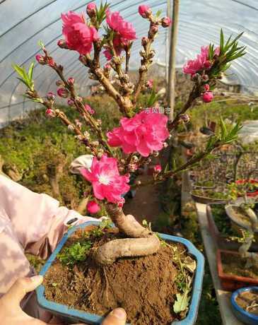 盆栽桃树冬天怎么过冬 东北盆栽桃树怎么过冬