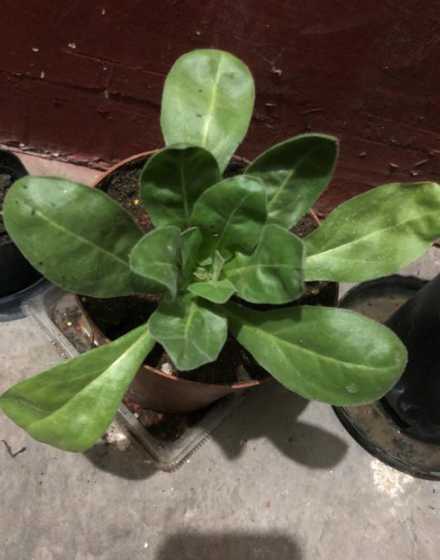 金盏菊开花时怎么浇水 种的金盏菊开花怎么摘取泡茶还能长好开花
