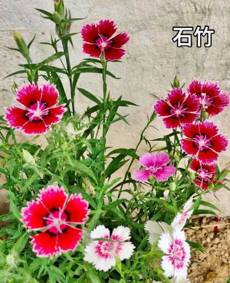石竹代表什么象征意义 《竹石》的象征意义