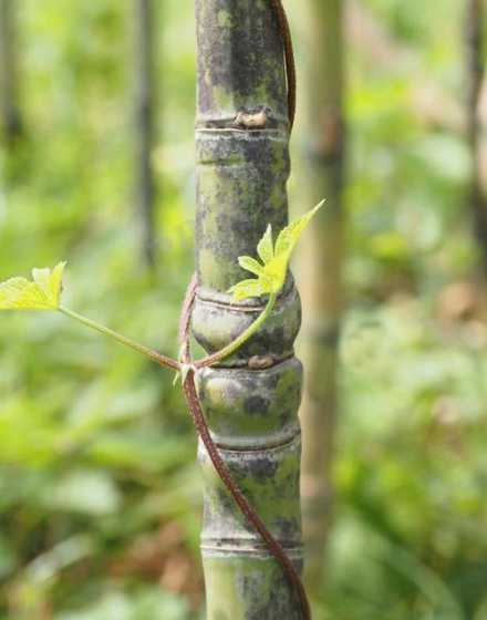 竹子种类及用途是什么 竹子的种类和用途