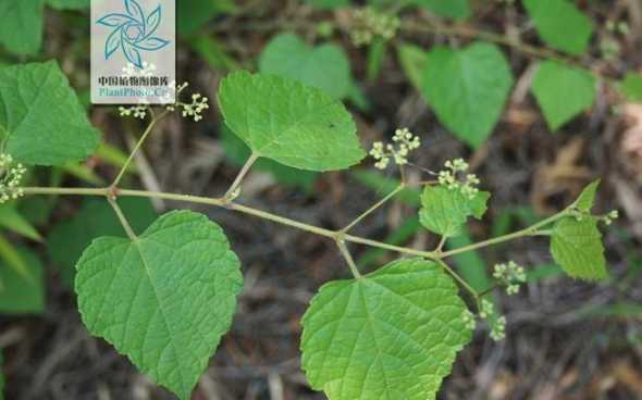 葡萄上的毛是什么品种 毛葡萄是什么品种