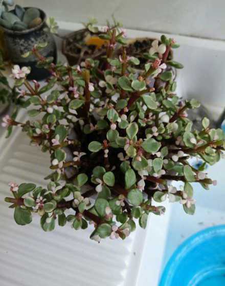 雅乐之舞冬季怎么养护 雅乐之舞部分枝叶被冻死怎么办