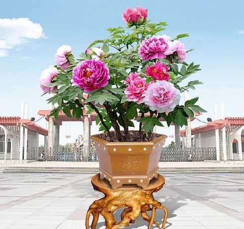 牡丹花适合栽什么花盆 牡丹花盆栽用多大的盆
