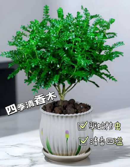 养清香木花有什么好处 养清香木的好处有哪些呢清香木的花语是什么呢