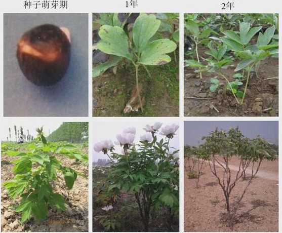 为什么牡丹移栽在秋季 牡丹移栽为什么要晾根