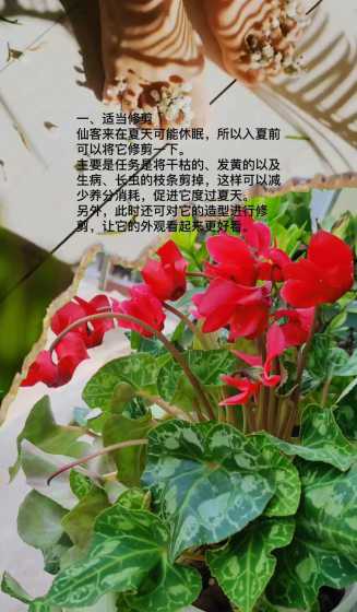 仙客来夏天室内怎么养 植物仙客来在夏季要怎么保养