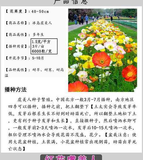 虞美人花种子怎么收集 虞美人怎么收集种子