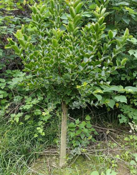 盆栽紫薇用什么土种植 紫薇应种在地里什么地方