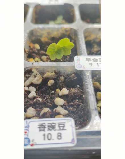 旱莲什么温度可以出苗 旱金莲最适宜多少温度