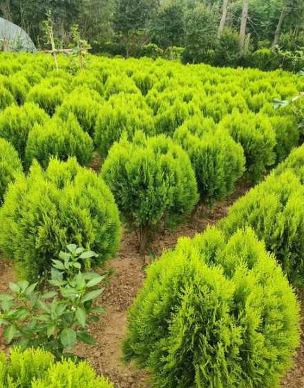 洒金柏什么科什么属 家里门口种什么树好