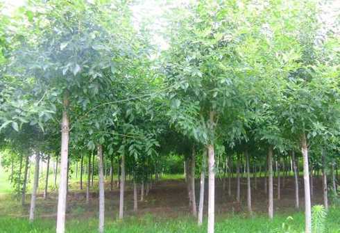 蜡树应该种在什么地方 白蜡树适合种植在庭院吗 白蜡树内容介绍
