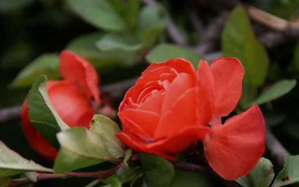 观赏海棠花有哪些地方 海棠花品种有哪些(常见海棠花品种排名)