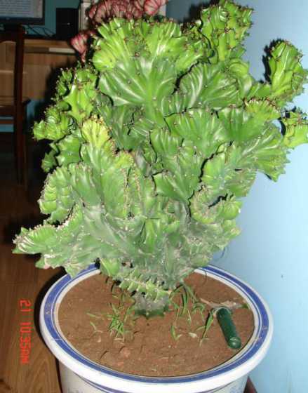 麒麟掌属于什么科植物 麒麟掌是促癌植物吗 能养在家里吗