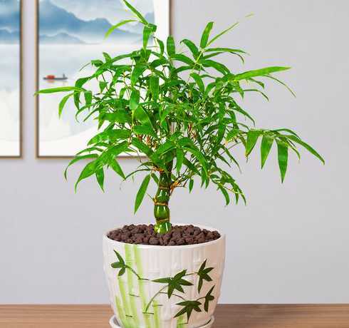 盆栽竹家里养什么好处 家里客厅放竹子有什么讲究