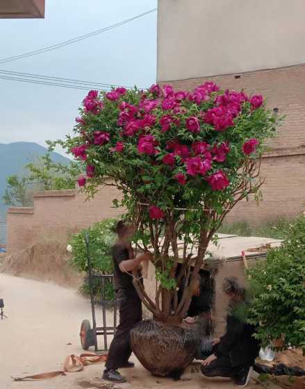 牡丹什么时候移栽合适 牡丹花什么时候移栽最好