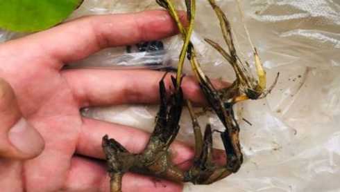 为什么碗莲种子会腐烂 碗莲叶子发黑腐烂的原因以及解决方法