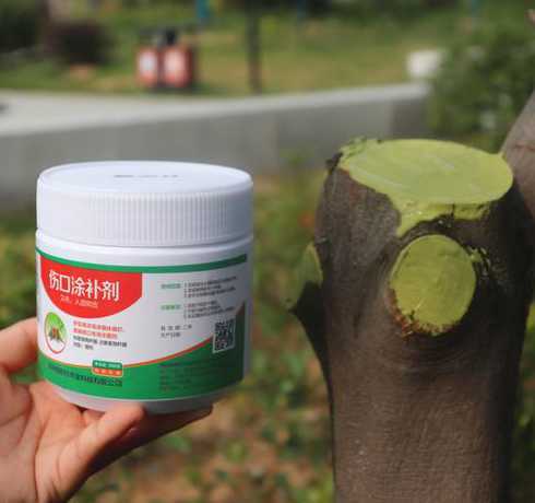 树木剪口需要涂抹什么 桂花树修剪后用什么涂抹伤口好