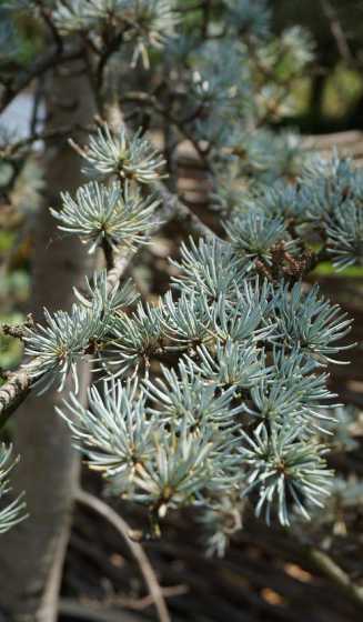 雪松是什么地方的植物 雪松的别名是什么