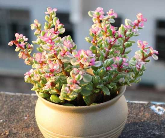 雅乐之舞冬天怎么过冬 雅乐之舞冬天怎么养 如何才能安全过冬