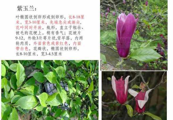 紫玉兰和白玉兰哪个好 玉兰哪个品种好