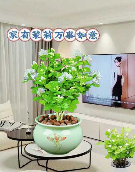 11月可以养什么盆栽 适合冬季养的盆栽植物