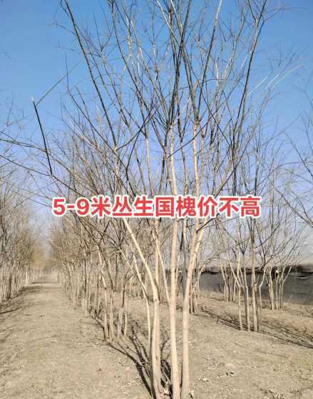 槐树的价格多少钱一方 买槐树怎么计算是多少