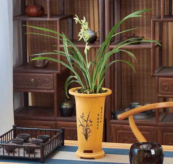兰花盆可以种植什么花 兰花花盆可以种什么花