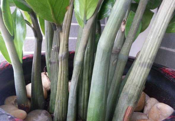 金钱树的茎为什么会断 修剪的金钱树老枝条根茎会烂吗