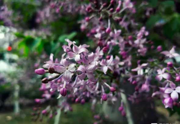 5公分的紫丁香多少钱 鸡爪槭多少钱一棵