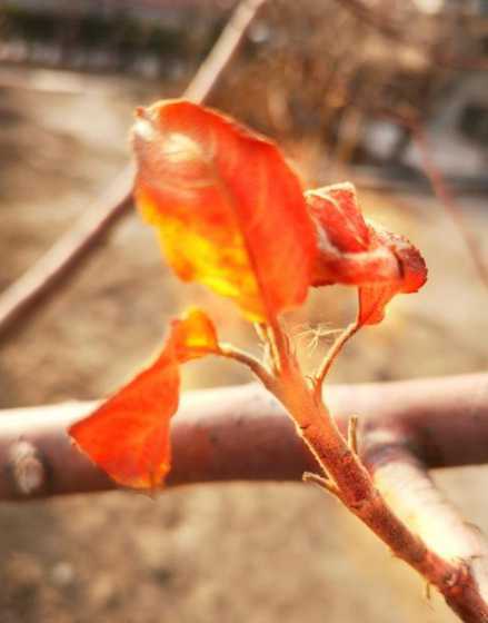 什么季节的树叶会枯萎 枯枝败叶是什么季节