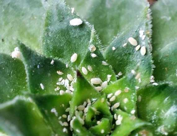 多肉白色介壳虫怎么治 多肉生白色虫子要怎么办